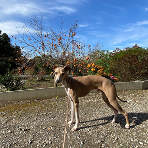 内房エリアの千葉県富津市にある竹岡式ラーメン屋「木琴堂」のお庭を散歩する愛犬