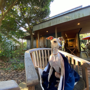 内房エリアの千葉県富津市にある自然を満喫しながらこだわりの珈琲とホームメイドスイーツを食べることができる「cafe grove（カフェグローブ）」さんのテラス席でくつろぐ愛犬