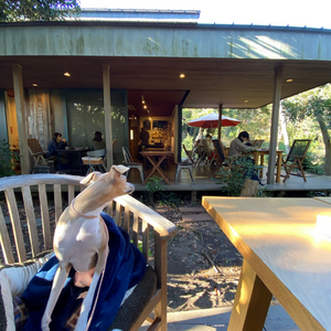内房エリアの千葉県富津市にある自然を満喫しながらこだわりの珈琲とホームメイドスイーツを食べることができる「cafe grove（カフェグローブ）」さんのテラス席
