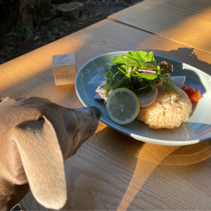 内房エリアの千葉県富津市にある自然を満喫しながらこだわりの珈琲とホームメイドスイーツを食べることができる「cafe grove（カフェグローブ）」さんのアジアごはんを狙う愛犬