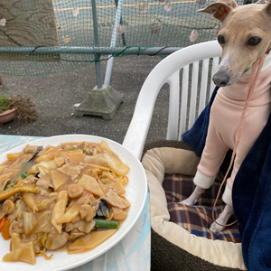 内房エリアの千葉県富津市にある街の中華料理屋「三代目一平」さんのテラス席でママのご飯を狙う愛犬