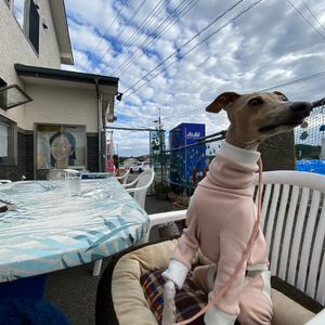 内房エリアの千葉県富津市にある街の中華料理屋「三代目一平」さんのテラス席でくつろぐ愛犬
