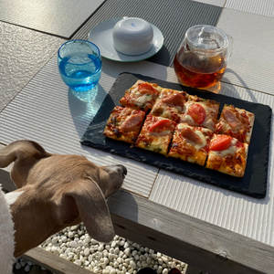 内房エリアの千葉県富津市にある新舞子海岸が目の前でピザ・パスタや珈琲をいただける潮風が気持ち良いカフェ「テラスプサラス」さんのテラス席でピザを狙う愛犬