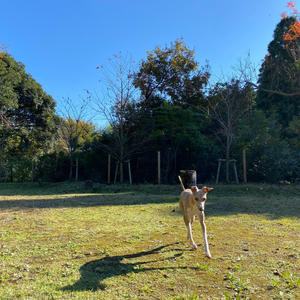 内房エリアの千葉県富津市にある木更津牛を使用した絶品ハンバーガショップ「SANDEN BURGER」さんのフリースペースで走る愛犬