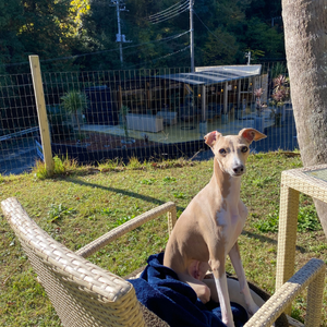 内房エリアの千葉県富津市にある木更津牛を使用した絶品ハンバーガショップ「SANDEN BURGER」さんのフリースペースでくつろぐ愛犬
