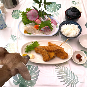 房総半島の内房エリアに位置する千葉県君津市にある新鮮な魚と山の旬をいただける隠れ家的定食屋「でんでん」さんの新鮮なお魚を狙う愛犬