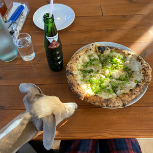 房総半島の内房エリアに位置する千葉県富津市にある地元鋸山の房州石を使用した石窯で焼くナポリピッツァ専門店「Pizza GONZO（ピッツァゴンゾー）」さんでピザを狙う愛犬