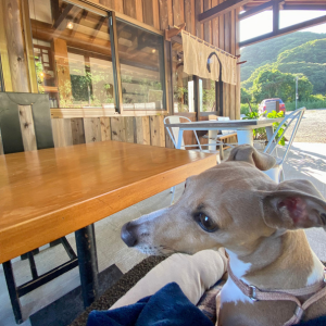 房総半島の内房エリアに位置する千葉県富津市にある朝7時から美味しいお魚定食、ジビエカレーが食べられる朝ごはん屋さん「おふくろ」さんのテラス席でくつろぐ愛犬