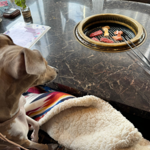 房総半島の内房エリアに位置する千葉県木更津市ほたる野にある自家農園の完熟ブルーベリージュースが人気の焼肉カフェ「ベリーの森」さんの焼肉を見つめる愛犬