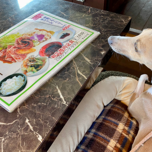房総半島の内房エリアに位置する千葉県木更津市ほたる野にある自家農園の完熟ブルーベリージュースが人気の焼肉カフェ「ベリーの森」さんでメニューを見る愛犬